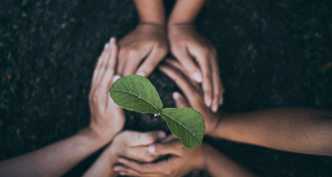 hands around a seedling of a tree
