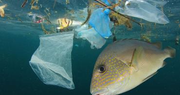 Fish eating plastic pollution in ocean
